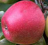 Golden Delicious Apples (Local – Not Organic) - Green Heron Farm