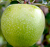 Granny Smith