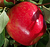 Honey Crisp