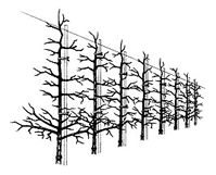 Vertical Axis Orchard